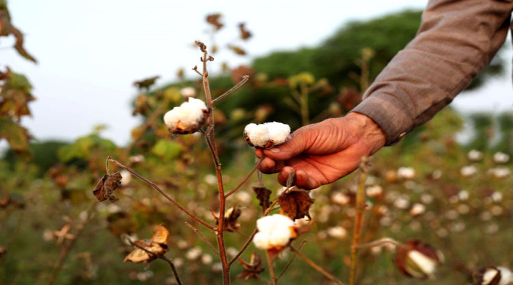 Organic cotton handpicked